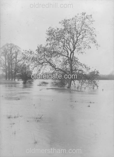 Image number 1421&prevurl=rivermole