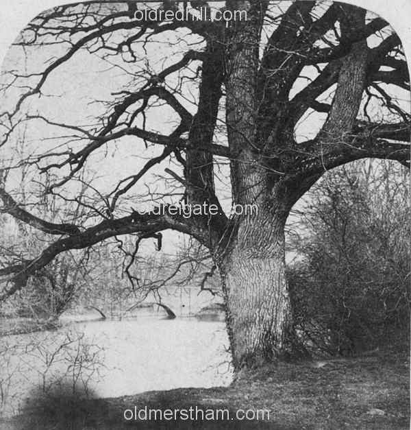 Image number 4938&prevurl=rivermole