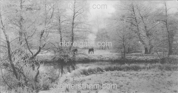 Image number 4939&prevurl=rivermole