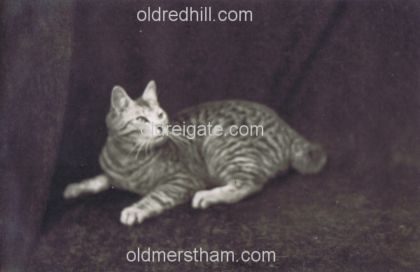 Image number 5522&prevurl=thehawthorns