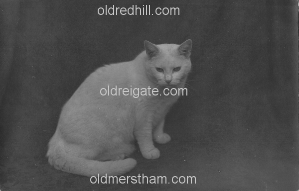 Image number 5523&prevurl=thehawthorns