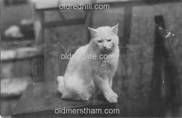 Image number 5526&prevurl=thehawthorns