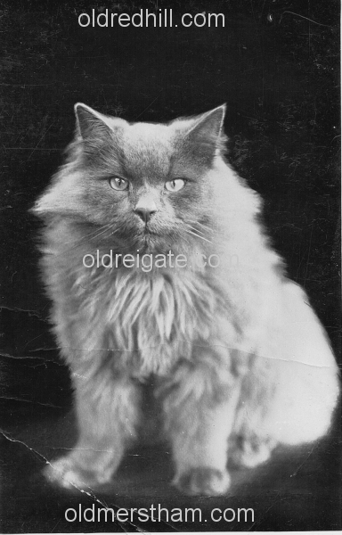 Image number 5528&prevurl=thehawthorns